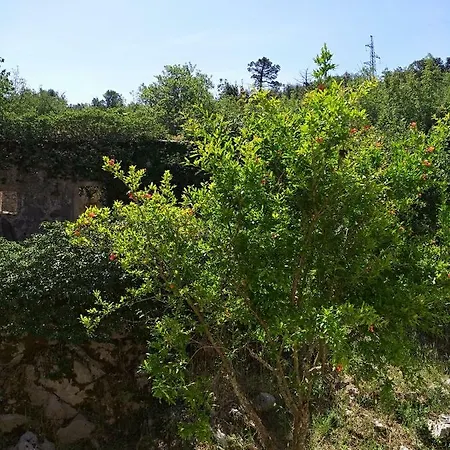 Canis Aureus بيت ضيافة 2*