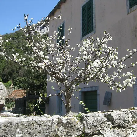 Canis Aureus Guest house